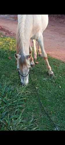 Cavalo Tordilho 