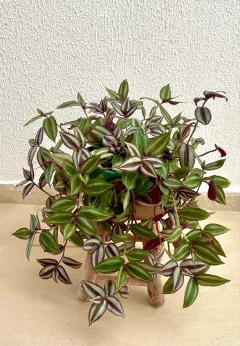 Vendo Plantas Pendentes 2