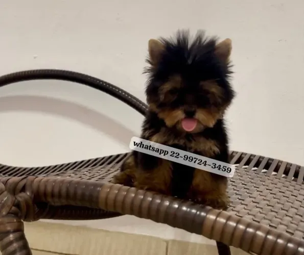 Machinho de Yorkshire terrier com pedigree!