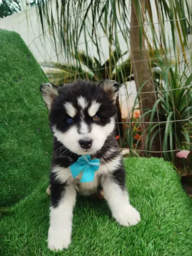 Filhotes de Husky Siberiano