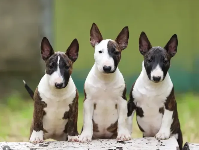 Bull Terrier,Bull Terrier Filhote Disponível Alta Qualidade