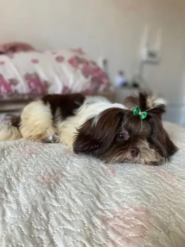 Shih tzu macho 650,00