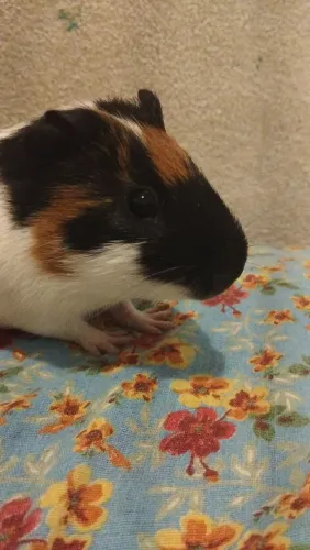 ? Porquinhos-da-índia macho e fêmea - 3 meses