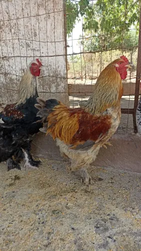 Vendo 5 frangos brahma