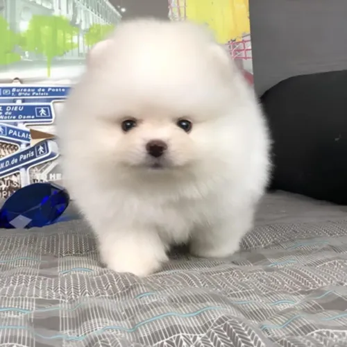 Lulu da pomerania