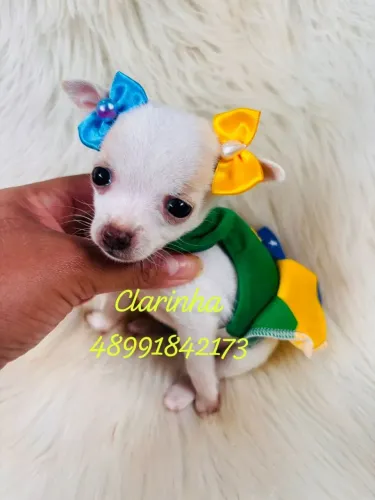Lindos filhotes de pinscher fêmea e machinhos
