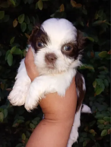 Lindos filhotes de Shih tzu macho e fêmea.