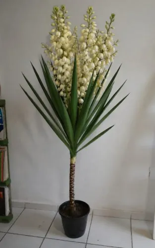 ? PLANTA QUE DEIXA QUALQUER AMBIENTE COMERCIAL OU RESIDENCIAL SUPER CHIQUE! ?