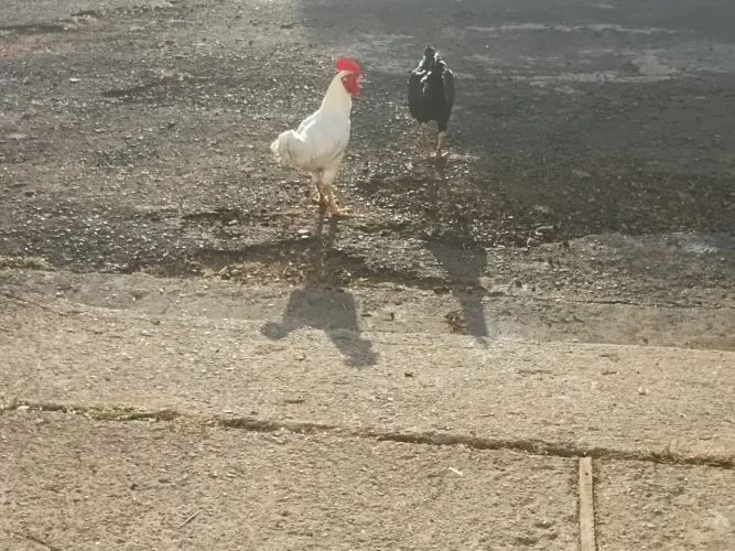 Vendo garnize caipira grande com galinha grande lindo para enfeitar o quintal cantado cedo