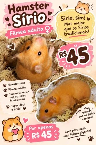 Hamster sírio