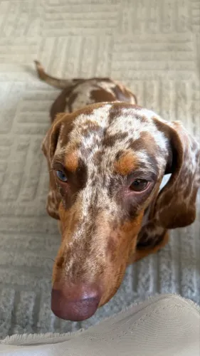 Salsicha(Dachshund) para cobertura/cruza