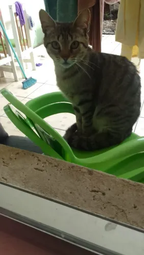 Gatinha adulta pra doação, atende por Susi!