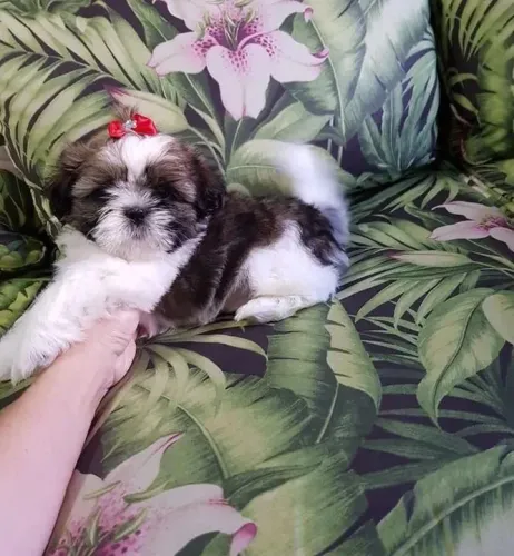 Shih Tzu Esse pequeno príncipe peludo merece um lar cheio de amor