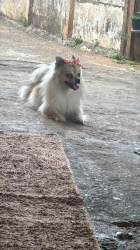Sptiz alemão - Lulu da pomerania