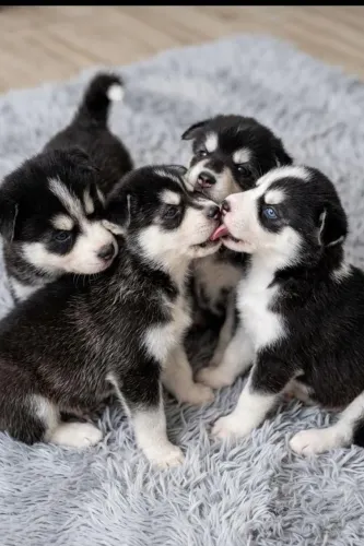 Lindos muito fofo e dócil, vocês vão amar