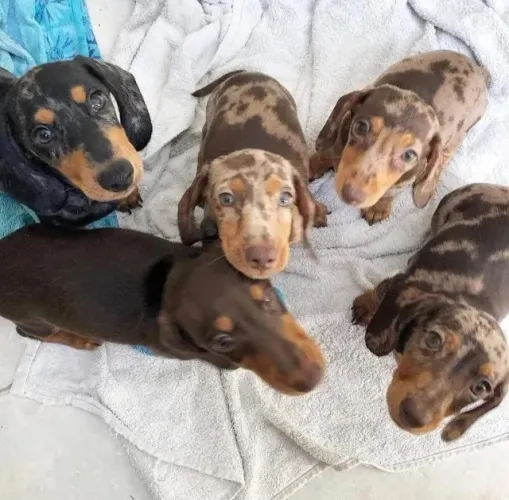 Basset teckel disponiveis