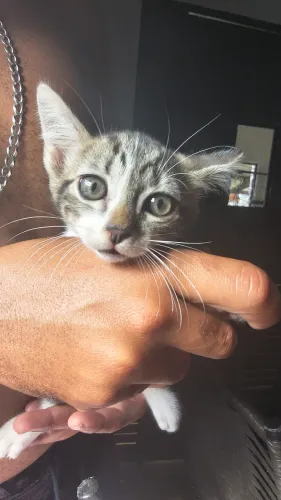 Gatos para Doação 