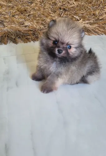 Venda de cachorros..