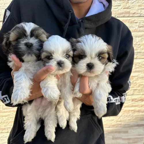 Shih tzu puro machos e fêmeas pedigree divido e entrego