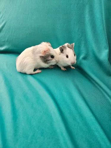 Filhotes de porquinho da india