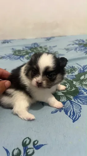 Spitz alemão