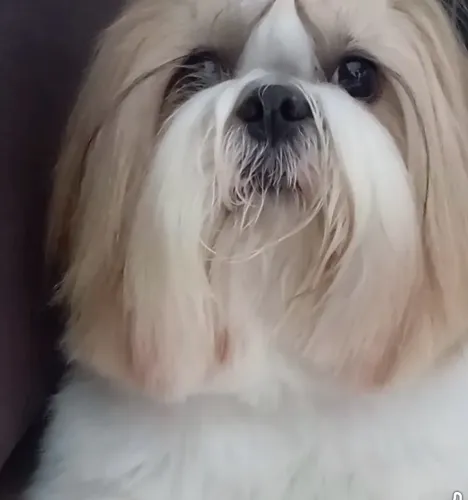 Disponível shitzu macho pra namorar
