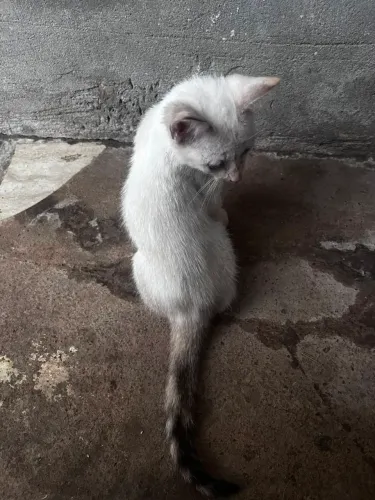 Gatinha linda para adoção responsável