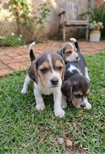 Filhotes de Beagle