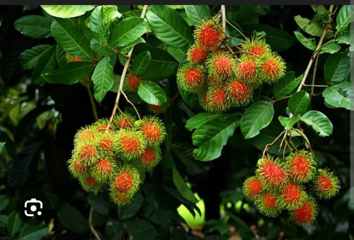 Mudas de rambutã ramutã