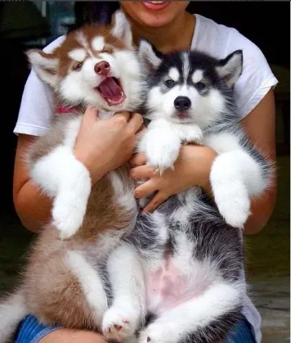 Filhotes De Husky Siberiano - Um Parceiro De Vida