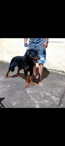 Filhote de rottweiler 