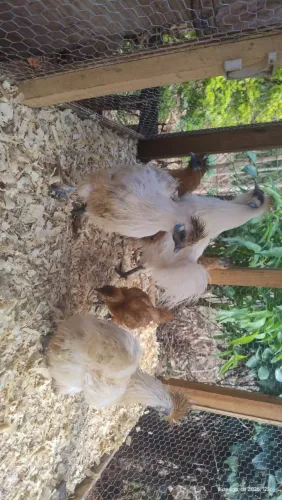 Galinhas sedosas