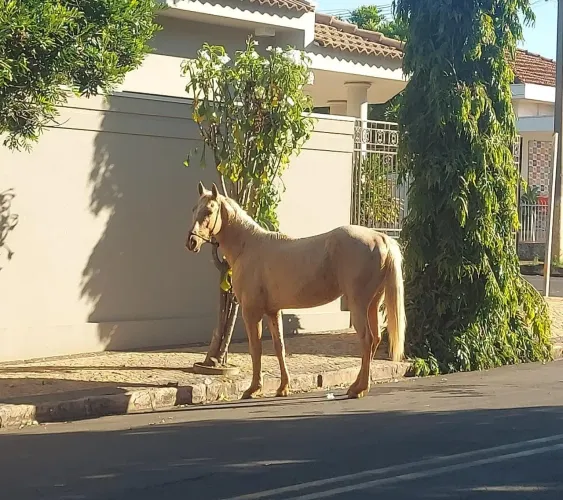 Cavalo / potro
