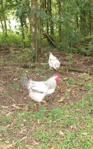 Casal Galo galinha sussex
