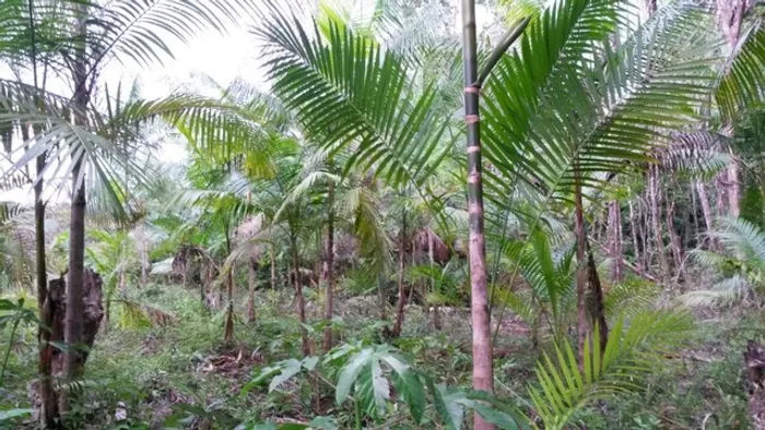 R$230 mil Sítio frutífero situado em São Francisco do Pará