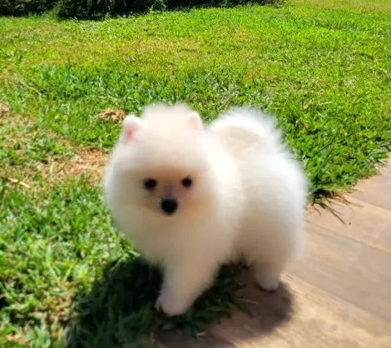 Spitz Alemão anão fêmea - Lulu da Pomerânia - 12x sem juros - envio grátis.