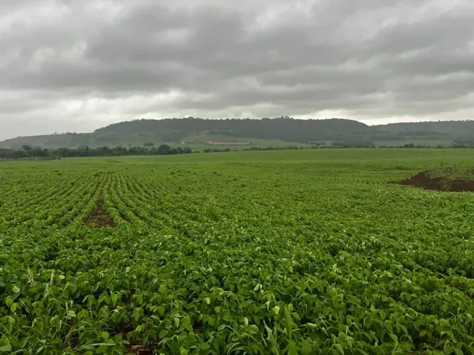 Vende fazenda 271 alqueiro a 1.500 saca de soja 