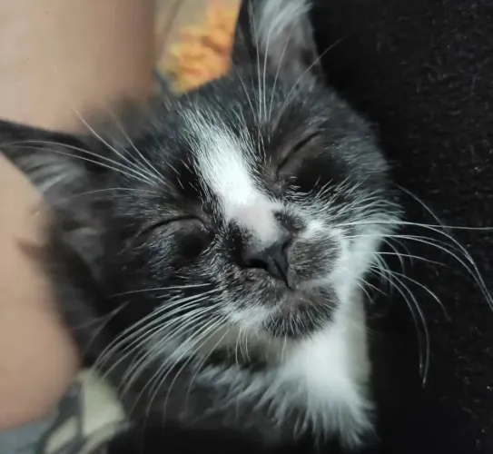 Adoção gato