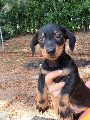 Basset Teckel preto e canela 