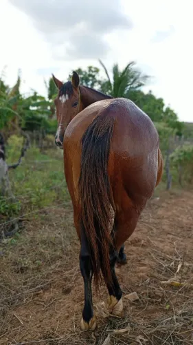 Cavalo de Esquerda 