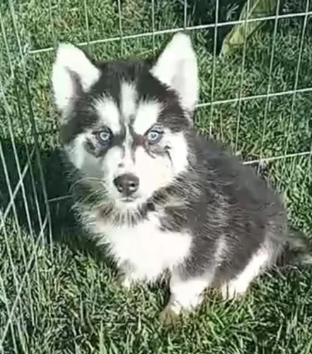 Husky Siberiano