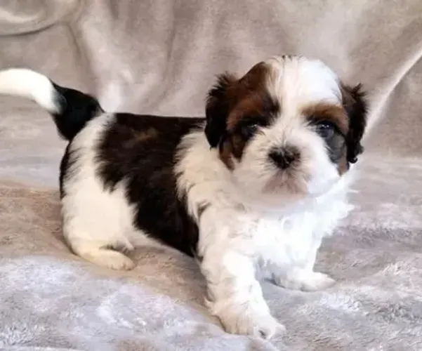 Filhotes de Shih-Tzu Pequeno com Documentação Completa