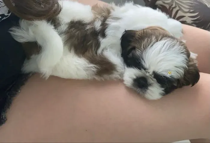 Shih Tzu filhote lindo não espere mais 