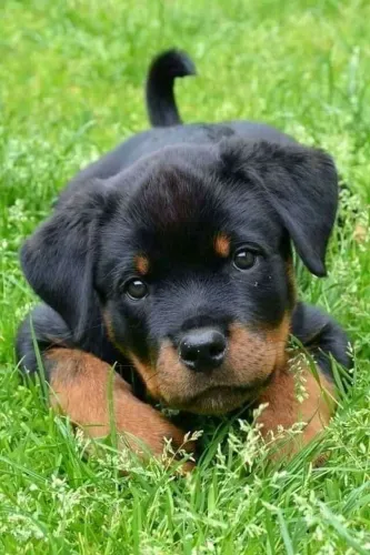  Rottweiler  Machooo