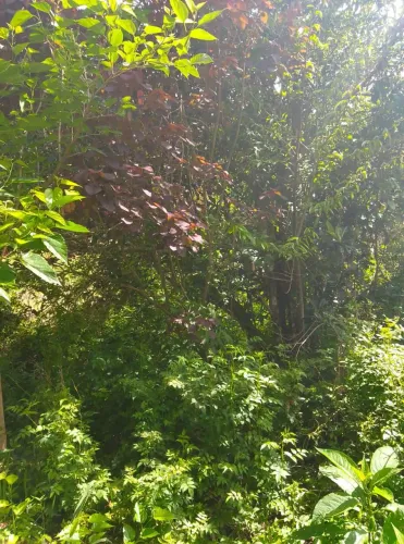 4 mil mts quadrados a 1200 mts da rodovia