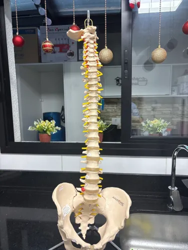 Vende se coluna vertebral de resina