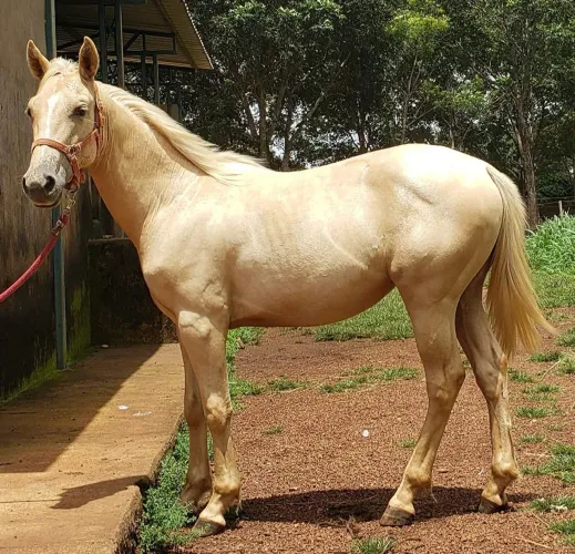 Égua Quarto de Milha