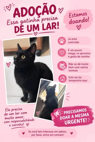 Doação de gata urgente (bairro Rio vermelho)