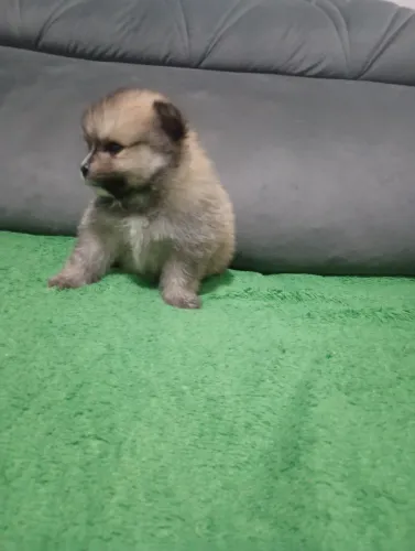 Spitz Alemão (Lulu Anão)