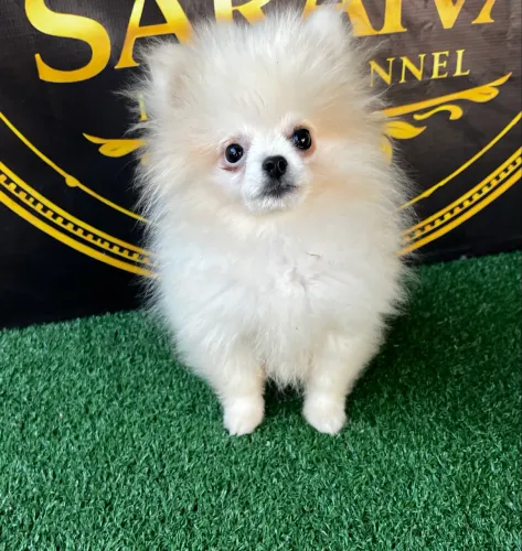 Lulu da pomerania micro